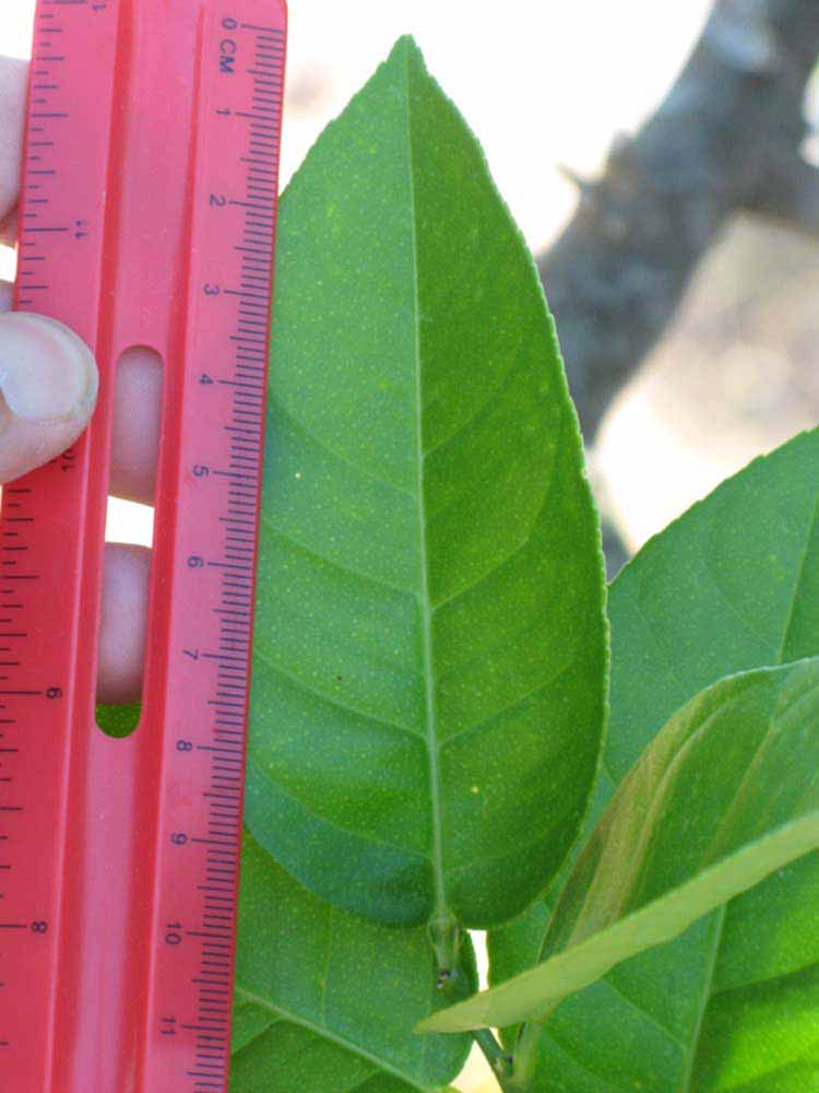              Unifoliolate leaf (Winter Haven, FL)       